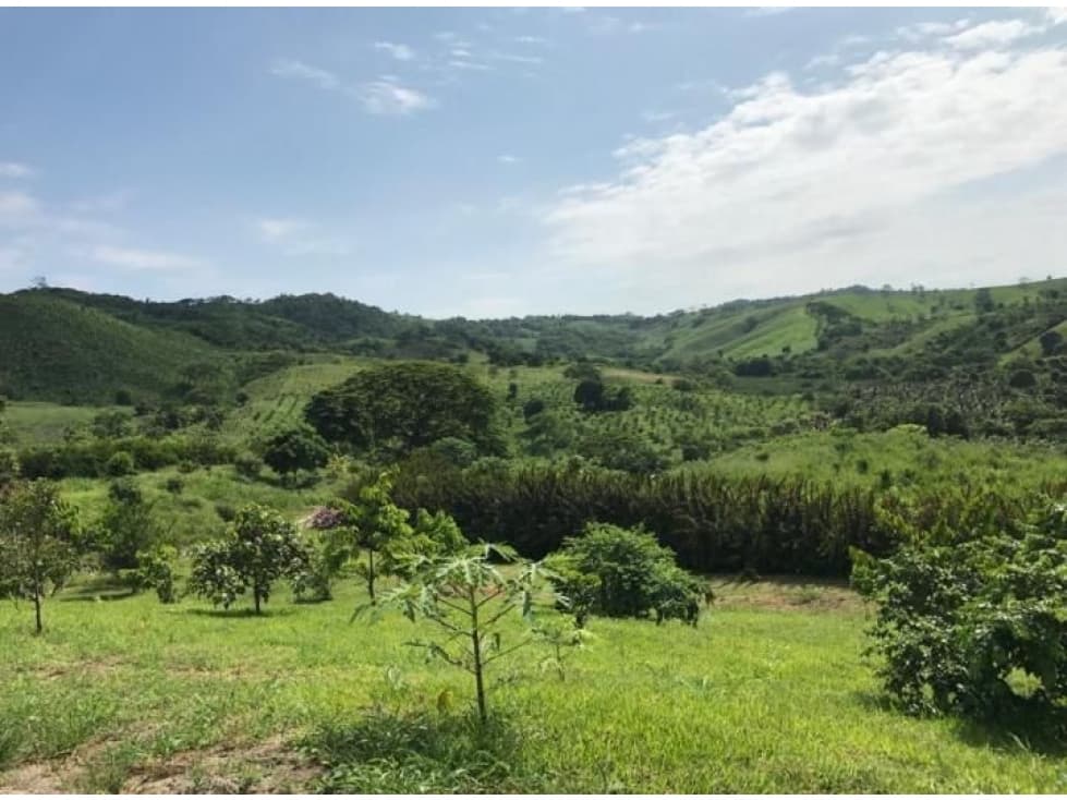 Venta Hacienda / Finca 145 Ha, Teca, Cacao, ganado, Manabi $1'100,000 - 1