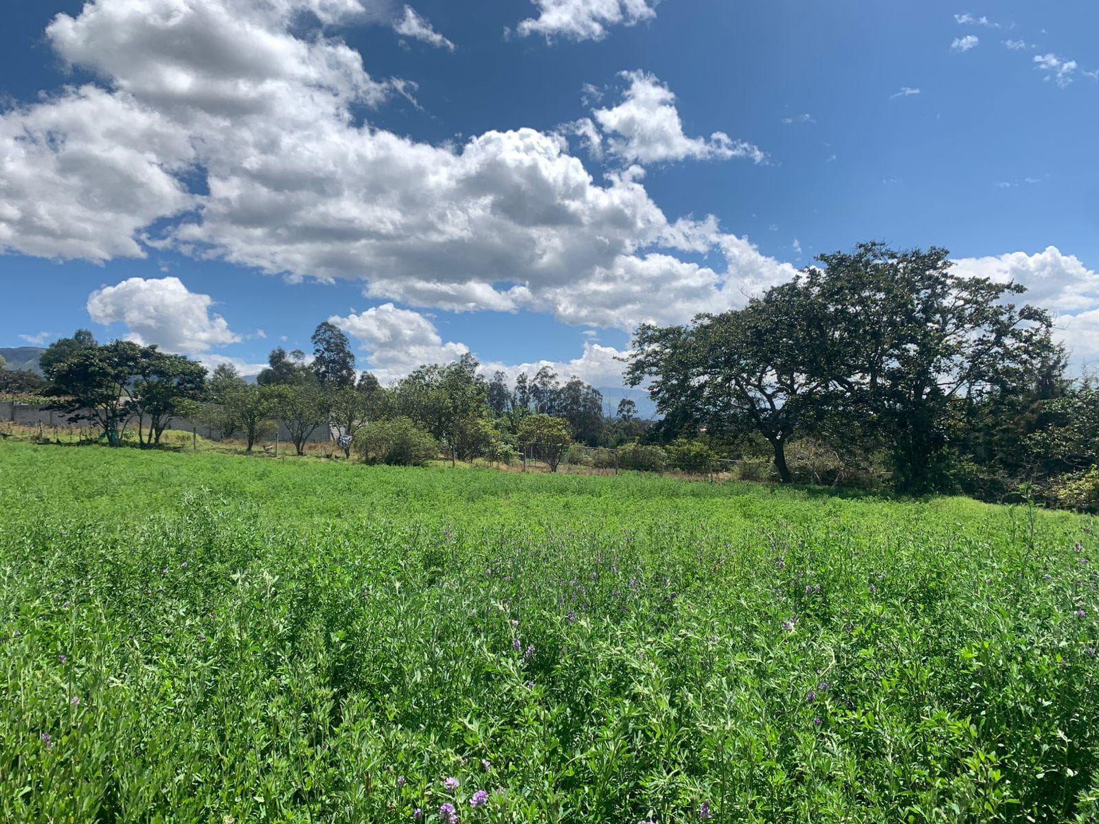 Venta terreno 8000 m2 Tababela cerca via Aeropuerto - 1