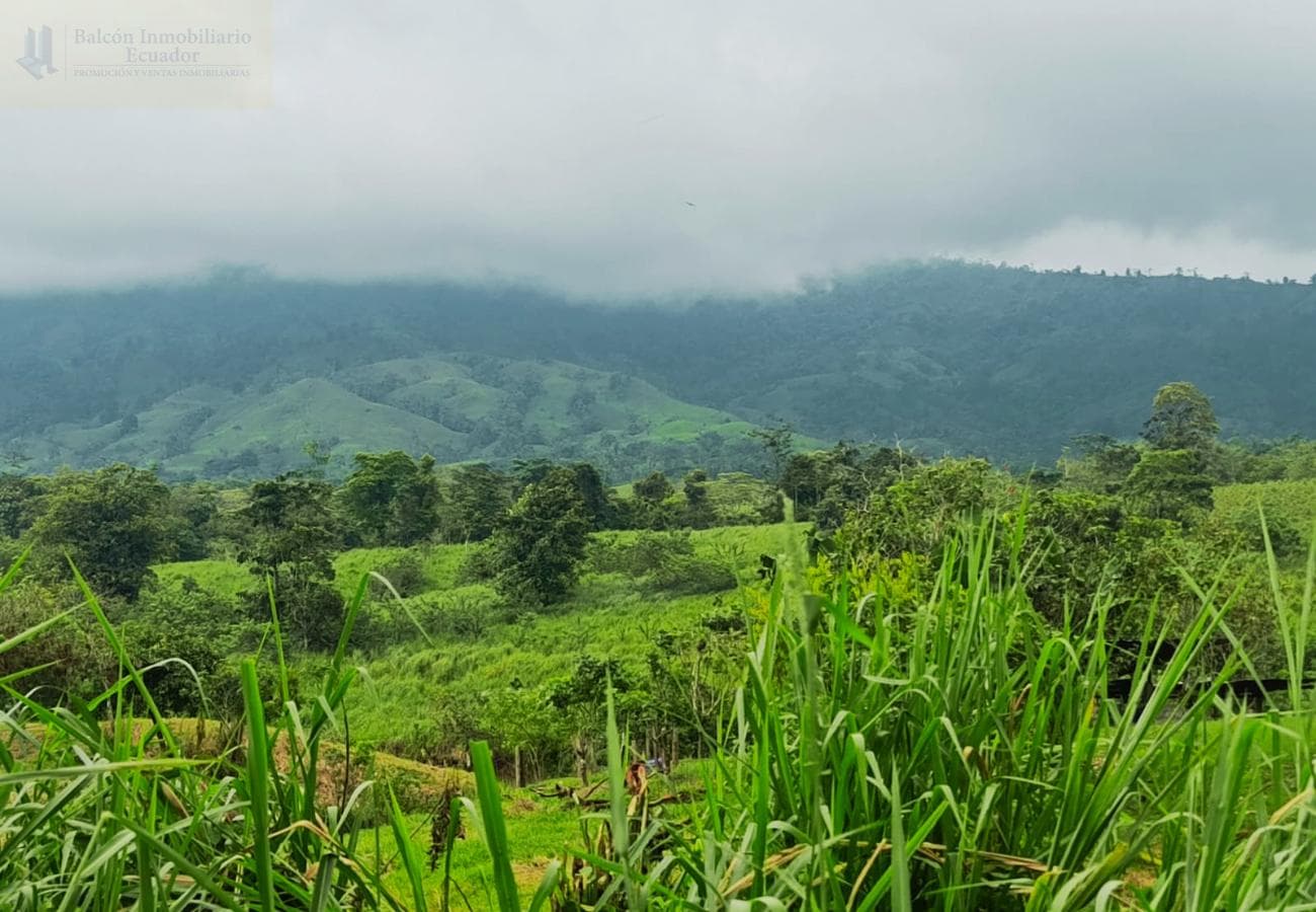 HACIENDA 310 HECTAREAS EN VENTA EN SANTO DOMINGO DE LOS TSACHILAS - 1