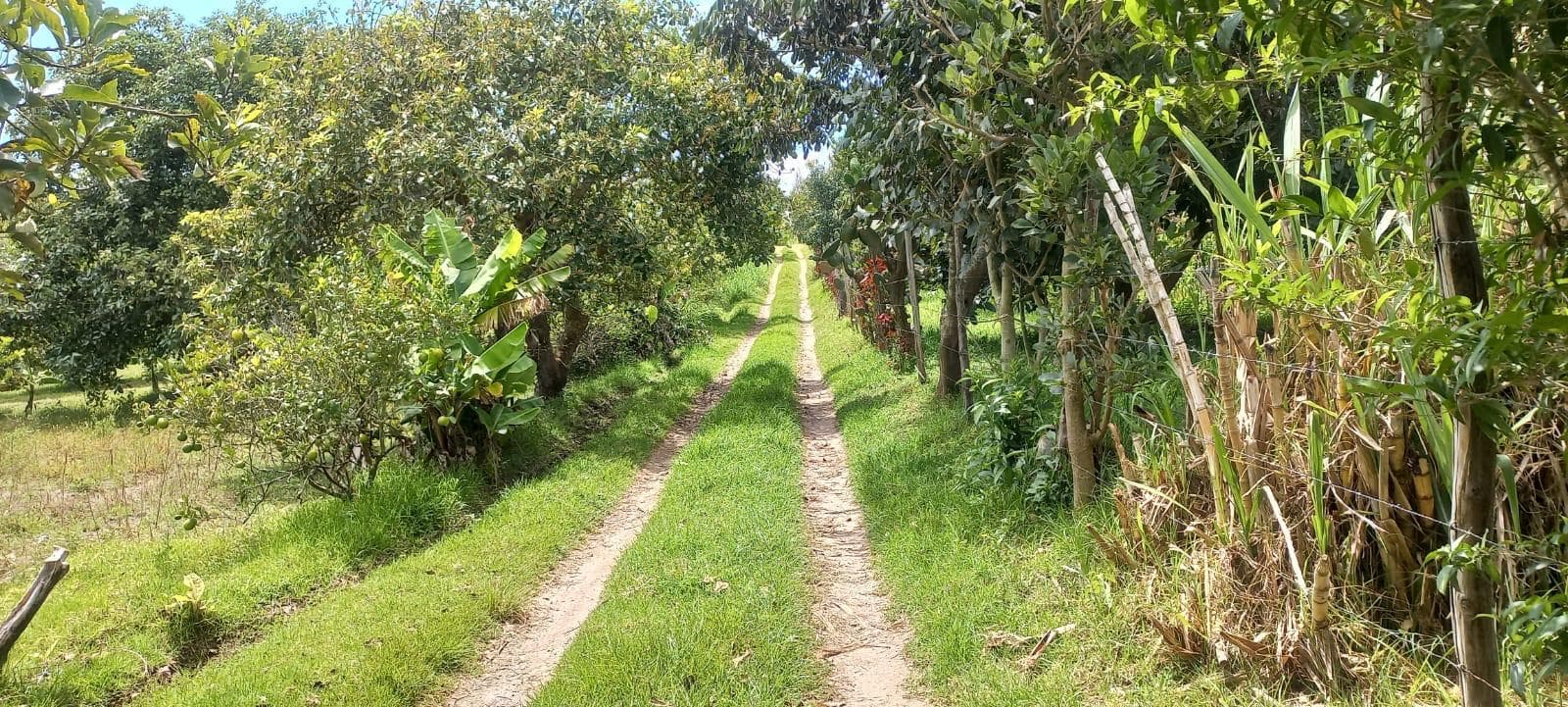 Venta de terreno 1 hectárea Guayllabamba 300 árboles de aguacate *JA - 1