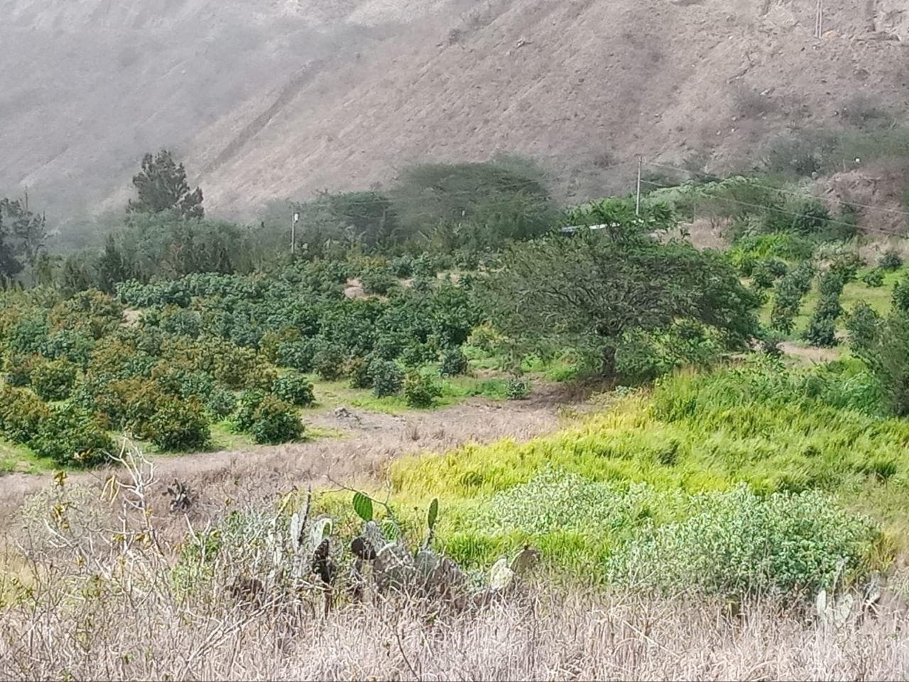 Finca en Norte de Ibarra - 1
