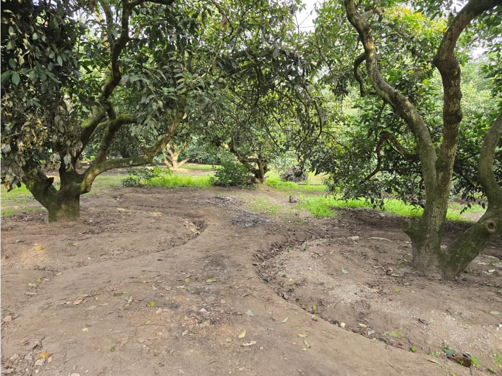 En venta Quinta con arboles frutales y casa en Guayllabamba Quito - 1