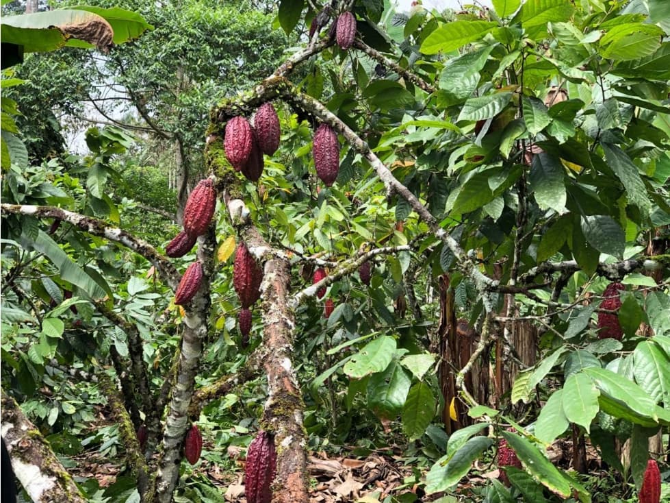 Finca cacaotera 13 hectáreas venta Santo Domingo a 1 Km Pronaca - 1