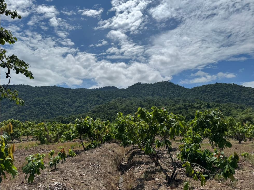 Vendo hacienda en sector CHURUTE GUAYAS - 1