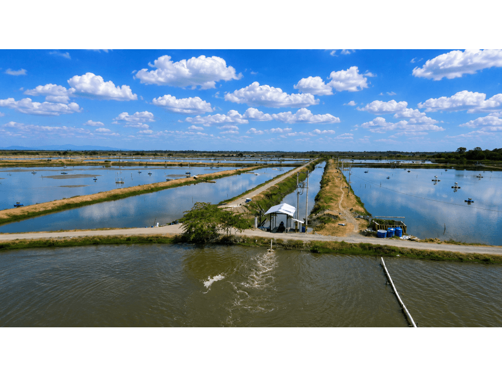 CAMARONERA EN VENTA | 202 HECTÁREA, Churute - 1