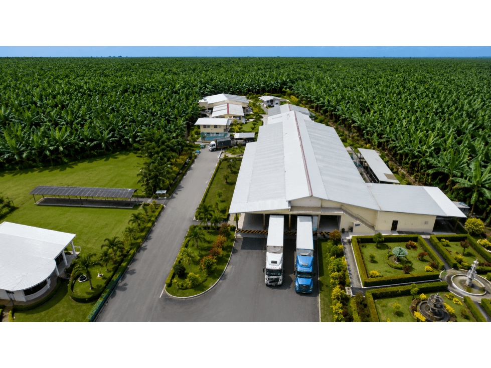 BANANERA EN VENTA | 515 HECTÁREAS, Los Ríos - 1