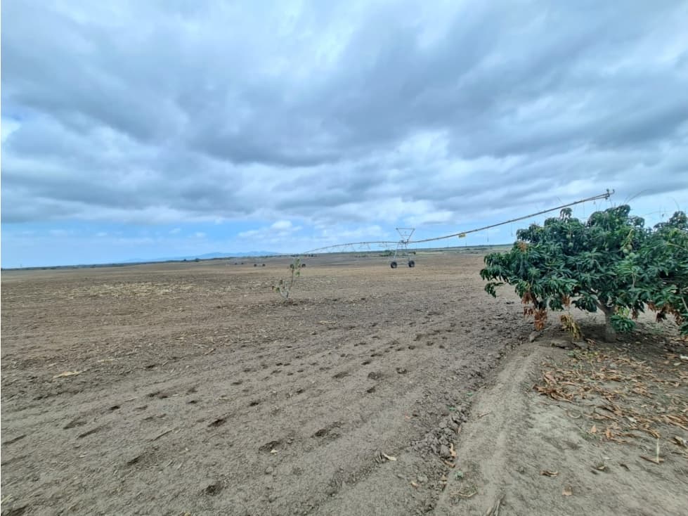 FINCA AGRÍCOLA EN VENTA 130 HECTÁREAS | Chanduy - 1