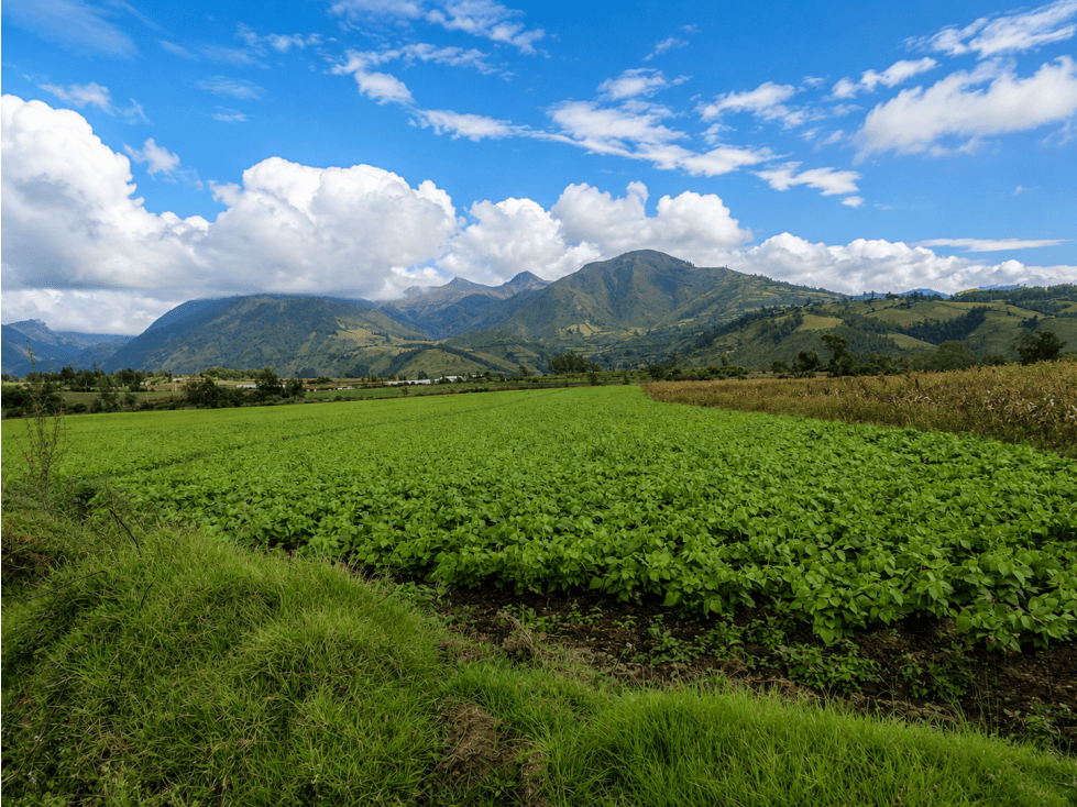 HACIENDA AGRÍCOLA EN VENTA | 65 HECTÁREAS Imbabura - 1