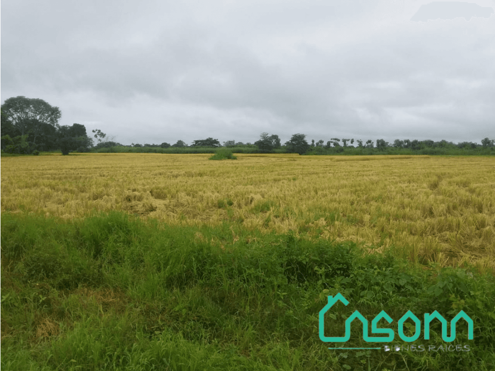 Se vende Finca, Pimocha, Babahoyo, Los Ríos, Ecuador - 1