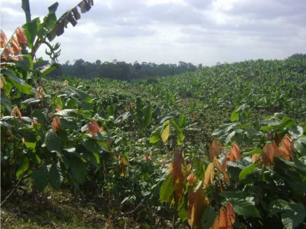 En Venta Finca Productiva en Santo Domingo Vía el Carmen - 1