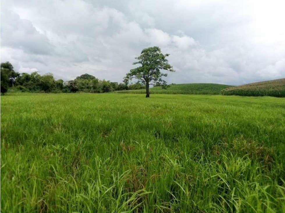 Venta Finca de palma, 200 has, Ventanas, $8,000 la ha. - 1