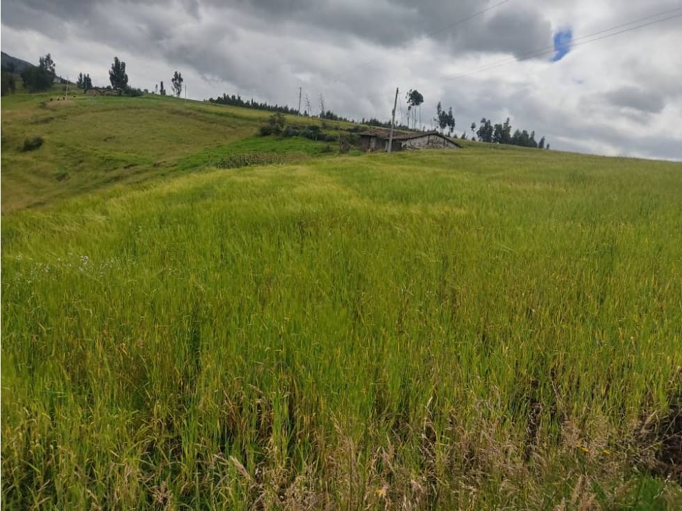 DE VENTA 5 HECTÁREAS EN CHAUPI CAYAMBE - 1