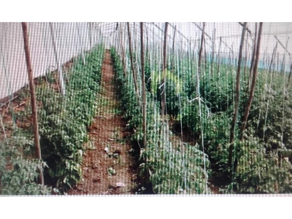 5 HECTÁREAS EN VENTA ATUNTAQUI - 1
