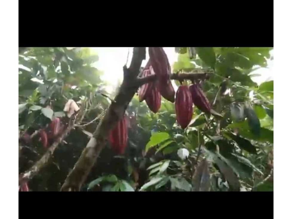 VENTA FINCA CACAOTERA 17HA - 1