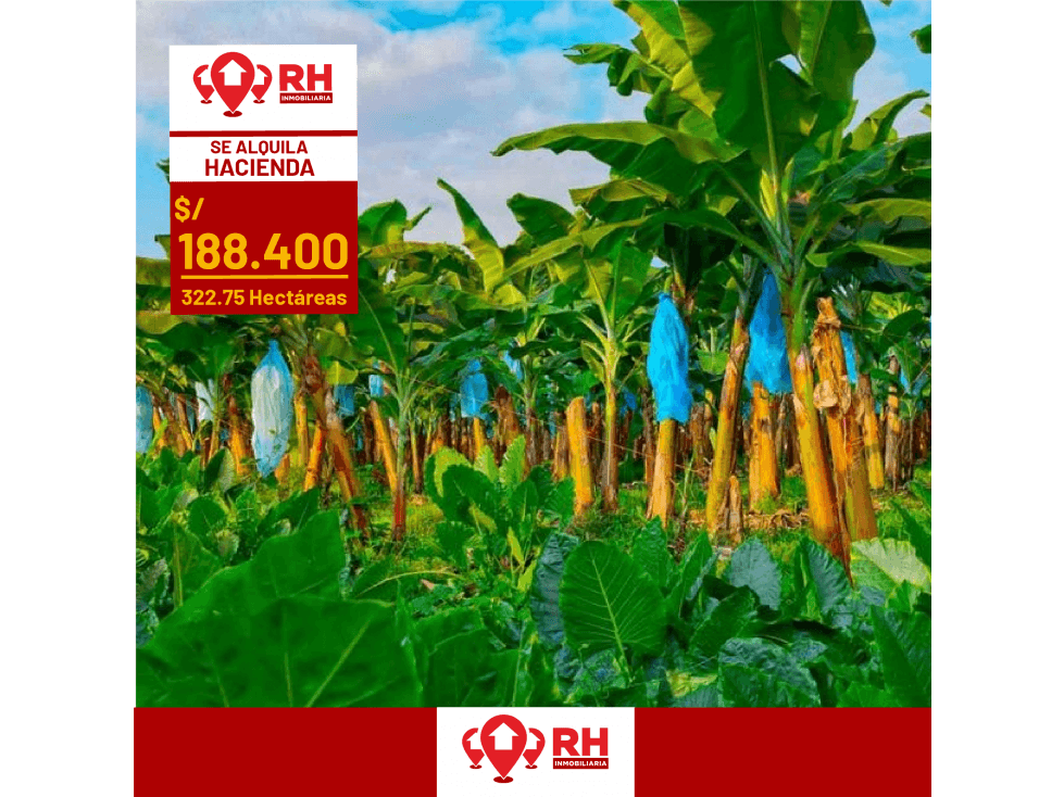 BANANERA EN ALQUILER EN BABAHOYO, LOS RIOS - 1