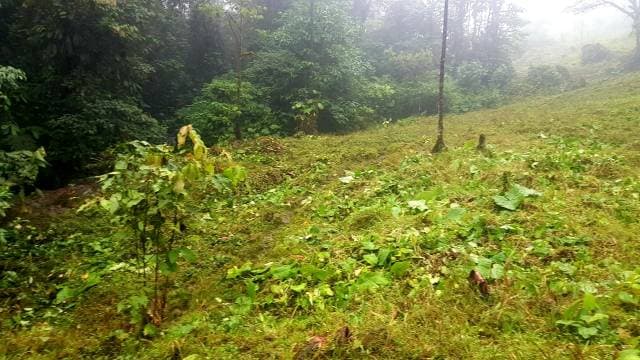 Finca de 94 hectareas en La Reforma Santo Domingo de los Tashilas - 1