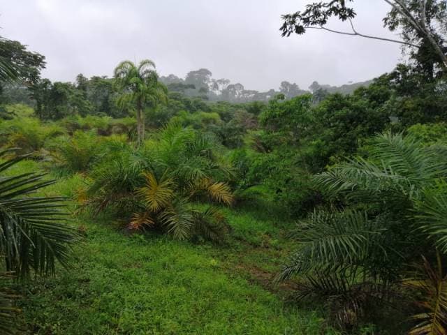 Vendo Finca Agrícola con Palma Africana a 45 minutos de Lago Agrio. - 1