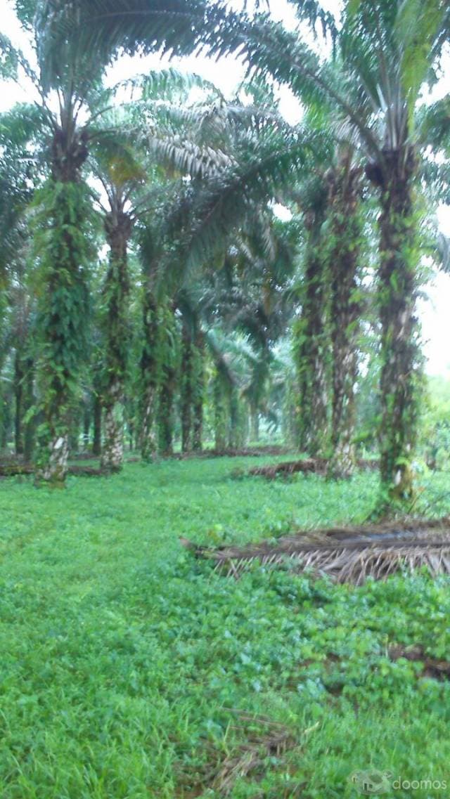 DE OPORTUNIDAD SE VENDE HERMOSO TERRENO - 1