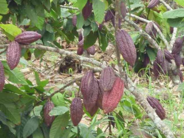 vendo hacienda en produccion de cacao - 1