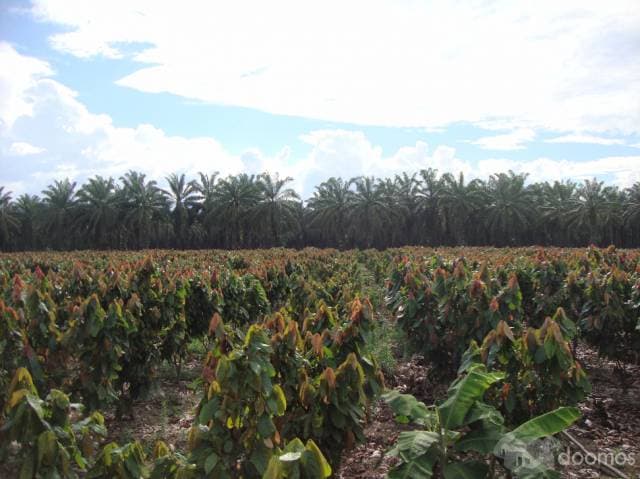 HACIENDA DE 100 HA PLANAS EN RICAURTE CON 40HA CACAO DE 12 AÑOS, Y TECA DE 10 AÑOS, ALADO DE RIO TIEN CANALES Y VIAS DE ACCESO - 1