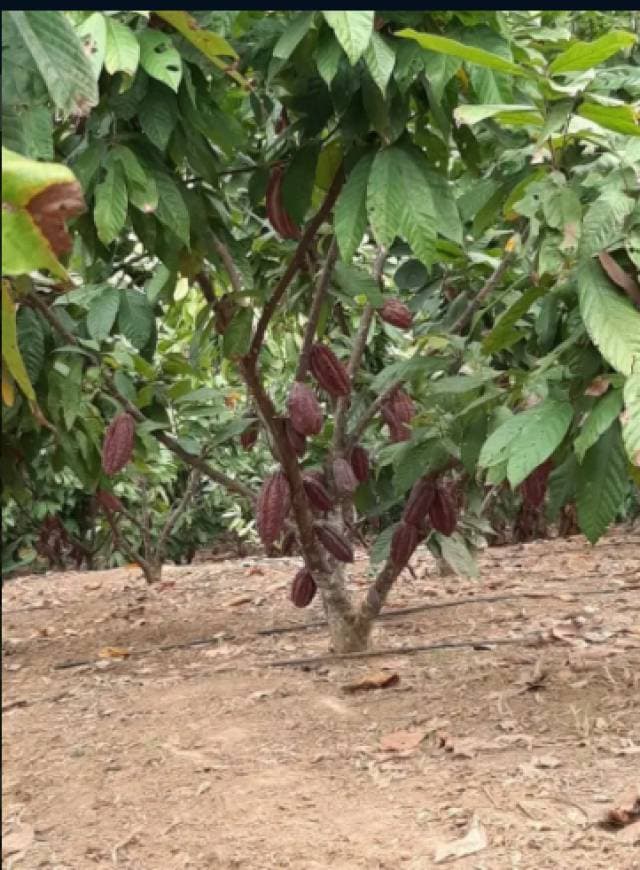 Vendo Finca de 9 hectáreas - 1