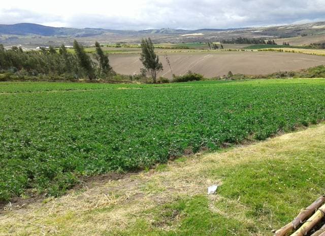 Se vende seis hectáreas de terreno en la parroquia Los Andes perteneciente al Cantón Bolívar Provincia del Carchi con agua de riego permanente apto para la agricultura y una vivienda con dos galpones - 1