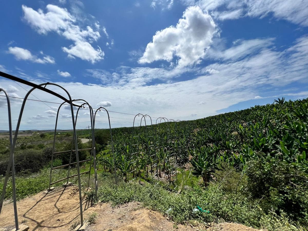 Se vende Hacienda de BANANO ORGÁNICO totalmente CERTIFICADA, TECNIFICADA y OPERANDO en Santa Elena - 1
