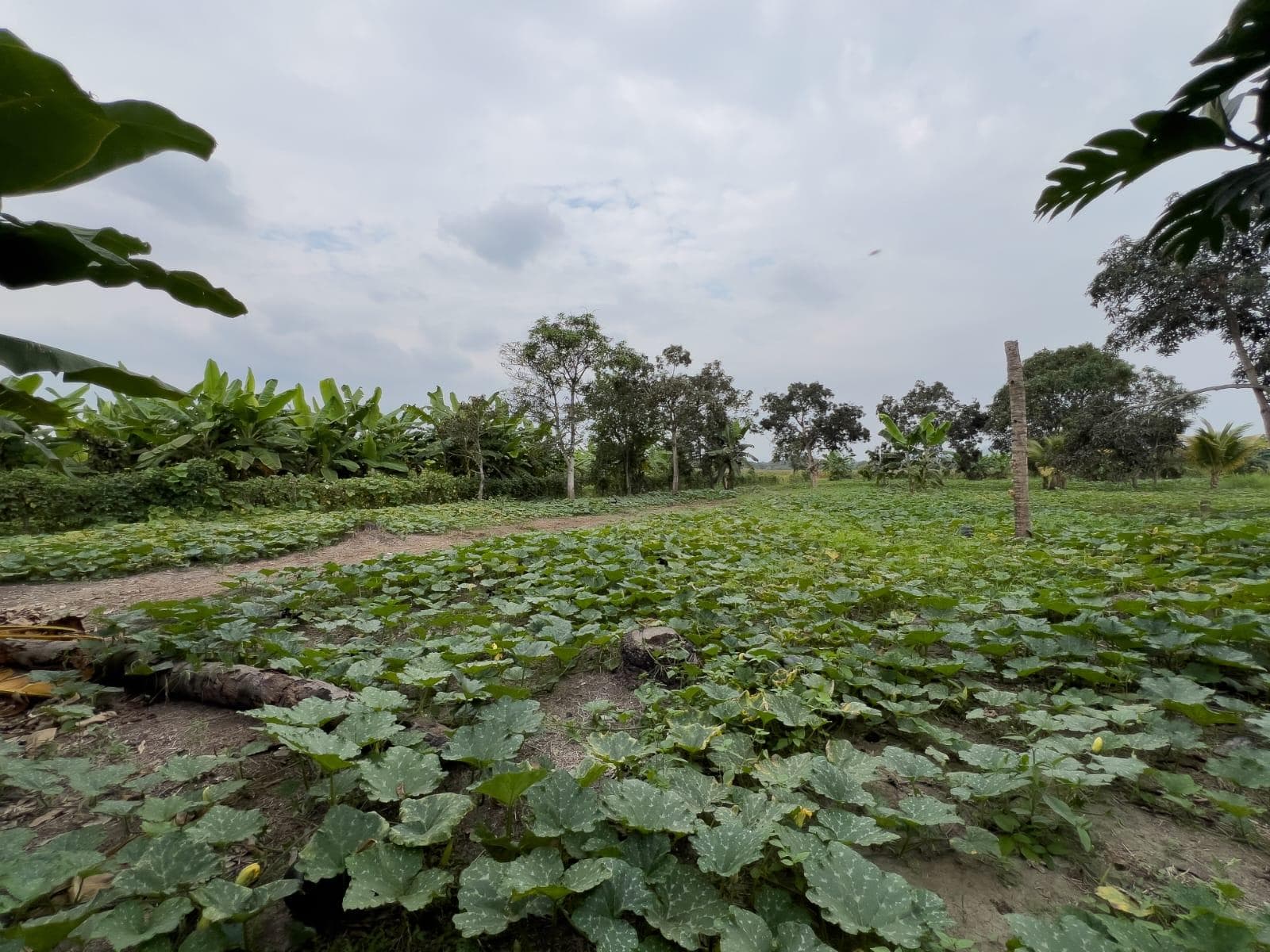 Terreno Urbano para Desarrollo – Vía Chone-Boyacá, Chone - 1