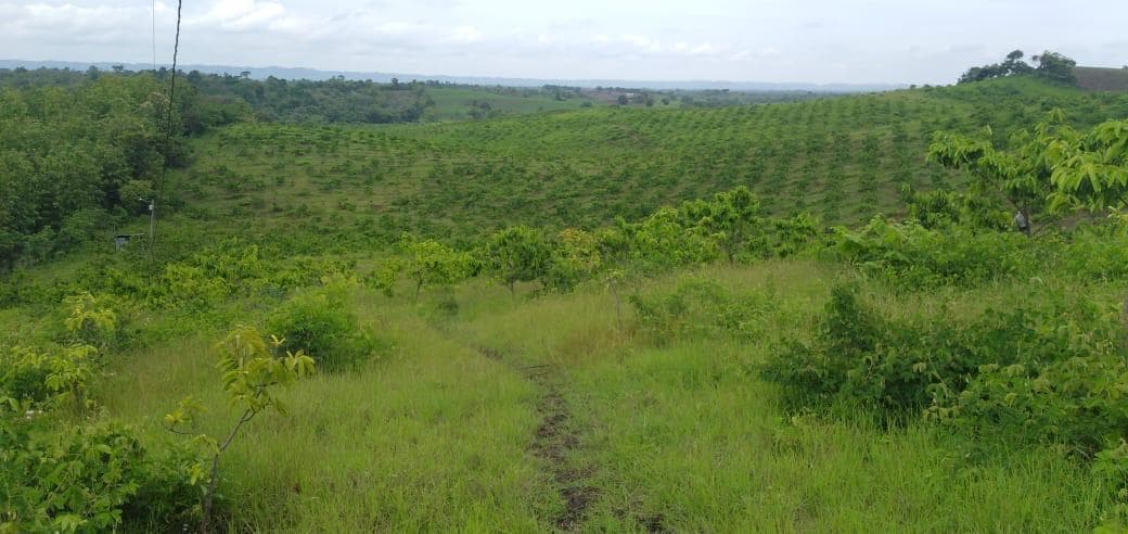 Oportunidad de inversión. Terreno productivo en Pedro Carbo, Guayas - 1