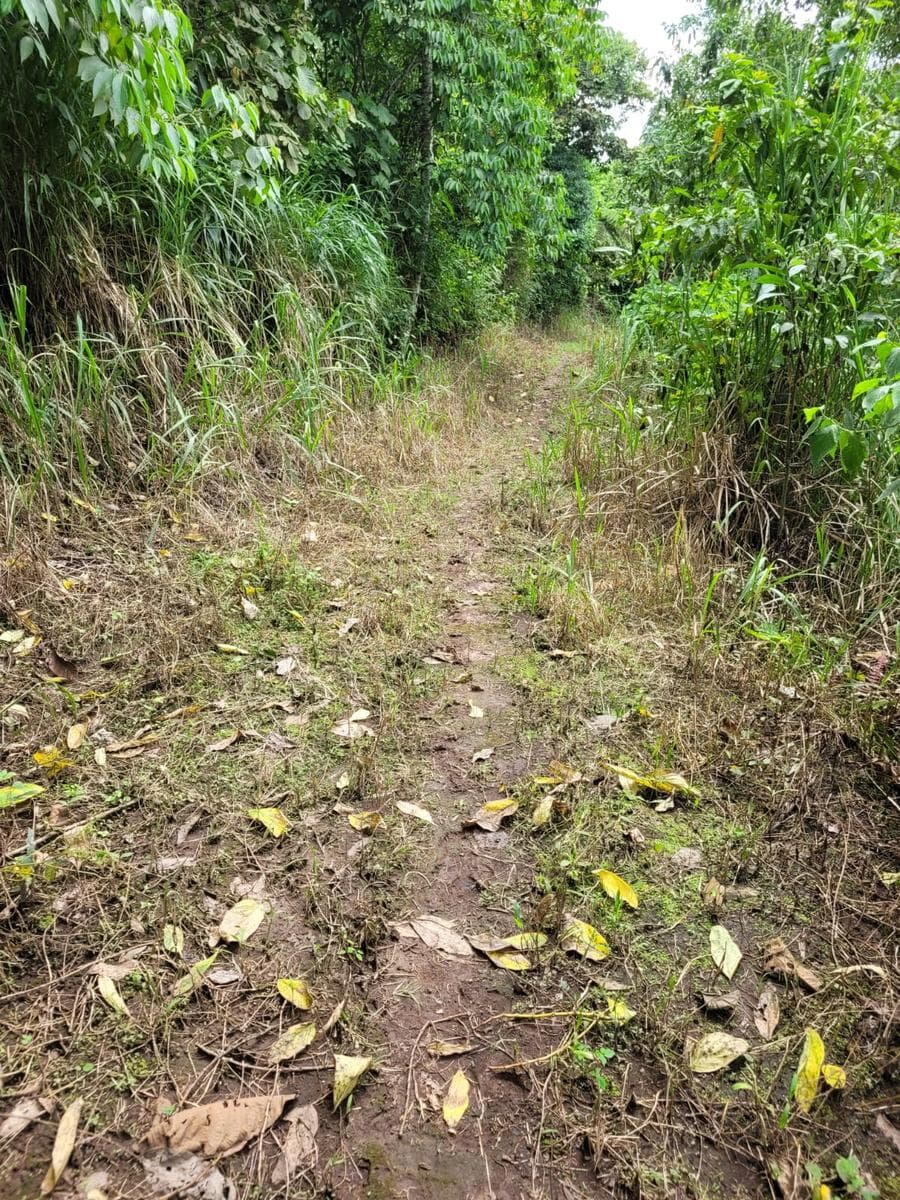 Finca de venta en Manabí-Junín 11.42 hectáreas - 1