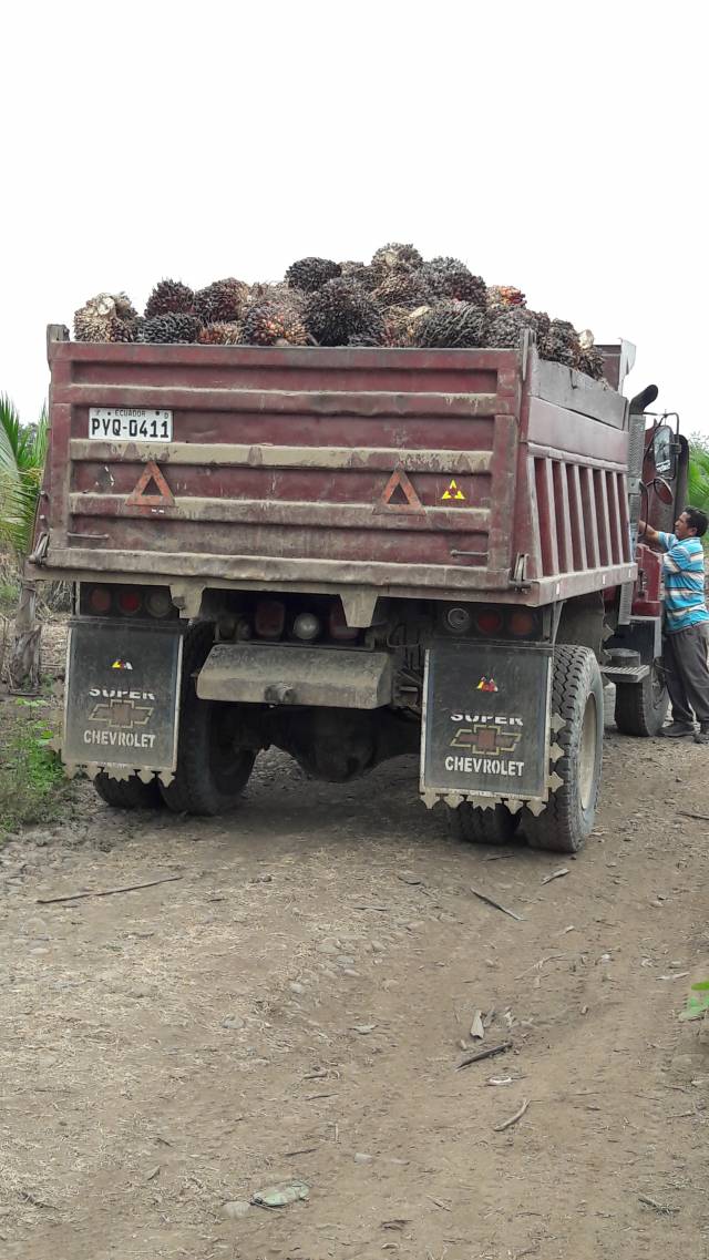 HACIENDA 80 HA BALZAR GUAYAS ZONA NORTE