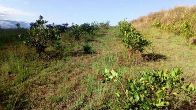 TERRENO CON PLANTAS FRUTALES INICIANDO SU VIDAD DE PRODUCCIÓN