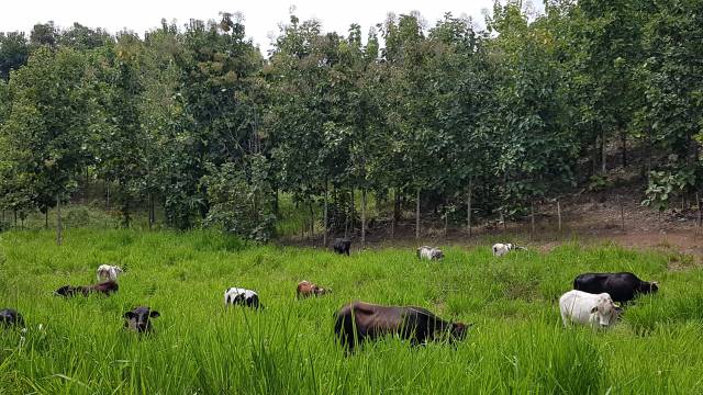 Venta de finca con teca, boya, mango y pasto