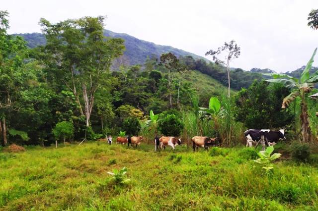 Finca para ganadería en venta Tandapi cantón Mejía