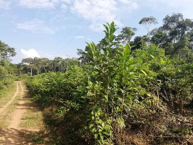 Se vende  Lote de terreno  24,2031 (Ha), (Ht) Hectáreas,  Provincia Francisco de Orellana - Ecuador. Ubicación:   sector Los Aucas, conocido como Bella Vista. Parroquia Dayuma, vía Coca - Auca km 71