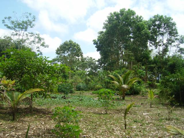 Quinta - Casa De Campo Y Terreno De 5 Hectareas