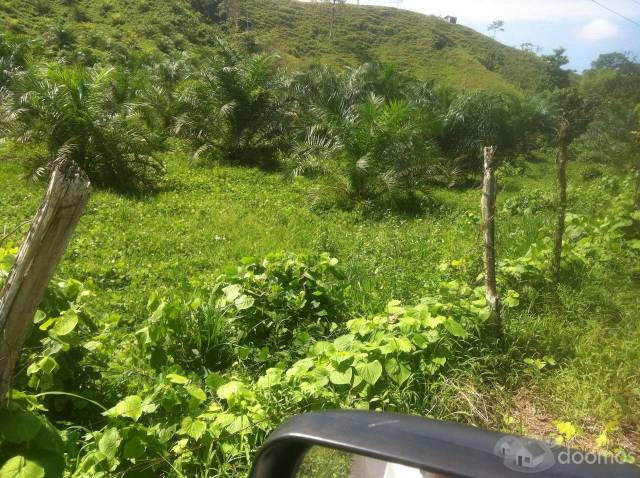 FINCA 110 hectáreas en QUINIDE de PALMA Africana en producción