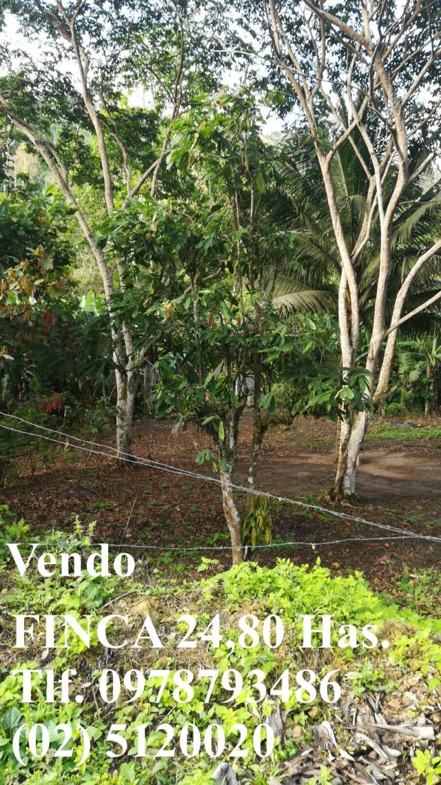 Finca Vendo 24,80 Has. 80.000 dólares (3.225,806 $ hectárea) Frente Atacames 20Min. Tlf. 0978793486  (02) 5120020