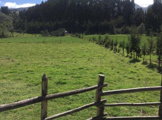 VENDO PROPIEDAD AGRÍCOLA AL NORTE DE CAYAMBE