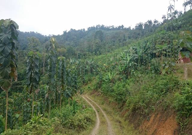 Finca Productiva, excelente oportunidad de inversión!