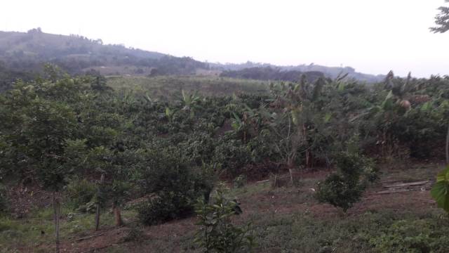 Finca ganadera maderera con manantial propio pocas elevaciones lindera con río solano